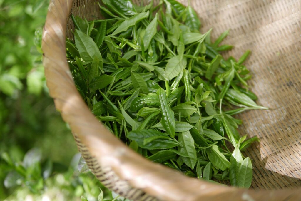 feuilles de thé vert 